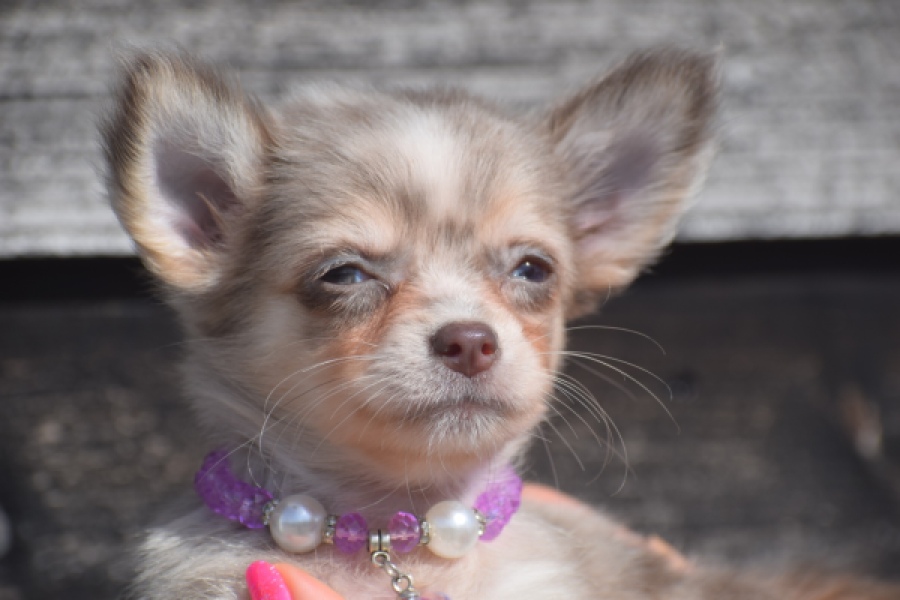 Chihuahua (teef) 48749