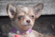 Chihuahua (teef) 48749