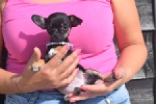 Chihuahua (teef) 48795