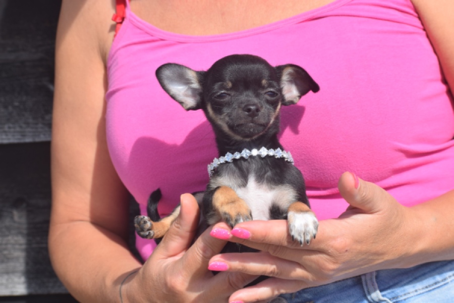 Chihuahua (teef) 48795