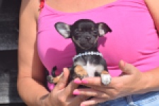 Chihuahua (teef) 48795