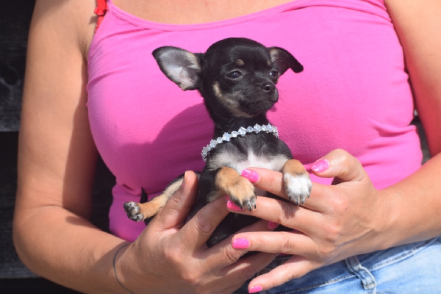 Chihuahua (teef) 48795