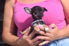 Chihuahua (teef) 48795