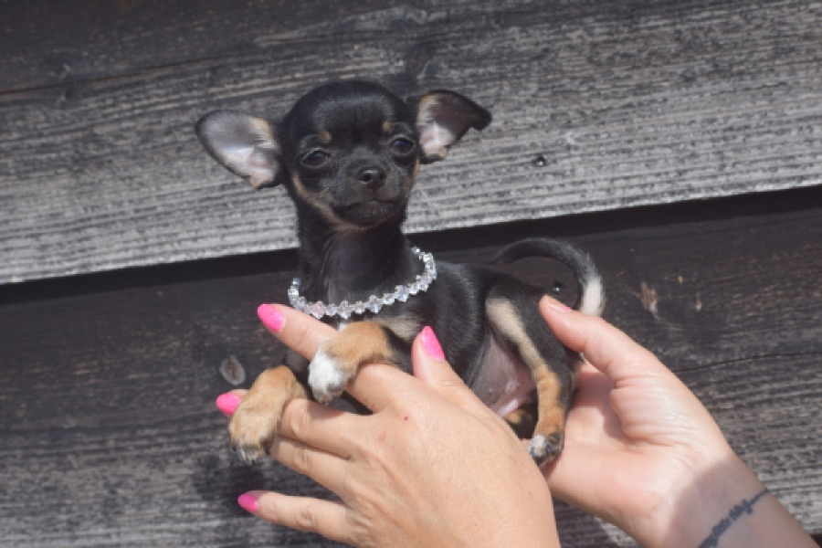 Chihuahua (teef) 48795