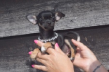 Chihuahua (teef) 48795