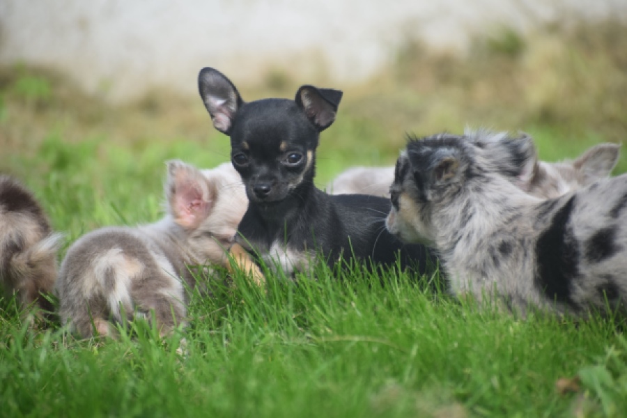 Chihuahua (teef) 48795