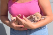Chihuahua (reu) 48783