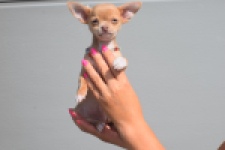 Chihuahua (reu) 48783