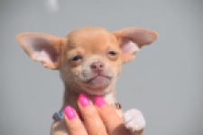 Chihuahua (reu) 48783