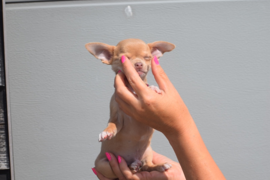 Chihuahua (reu) 48783