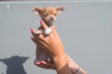 Chihuahua (reu) 48783