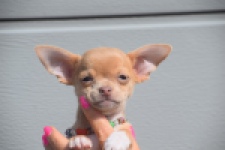 Chihuahua (reu) 48783