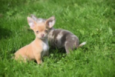 Chihuahua (reu) 48783