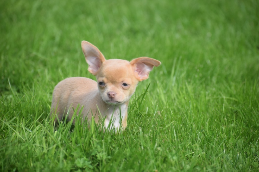 Chihuahua (reu) 48783