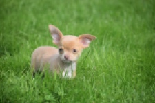 Chihuahua (reu) 48783