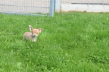Chihuahua (reu) 48783