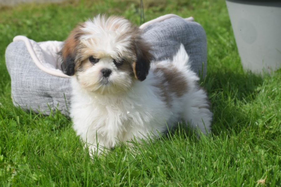 Shih Tzu (reu) 48233