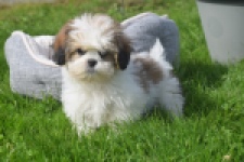 Shih Tzu (reu) 48233