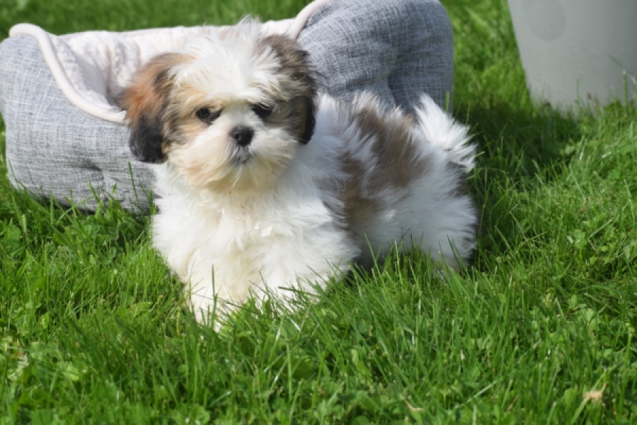 Shih Tzu (reu) 48233