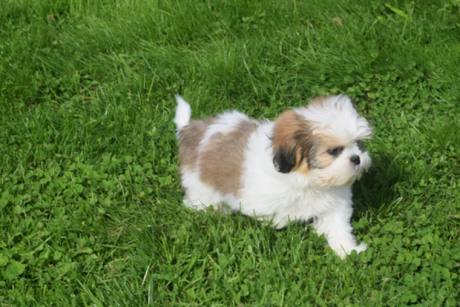 Shih Tzu (reu) 48233