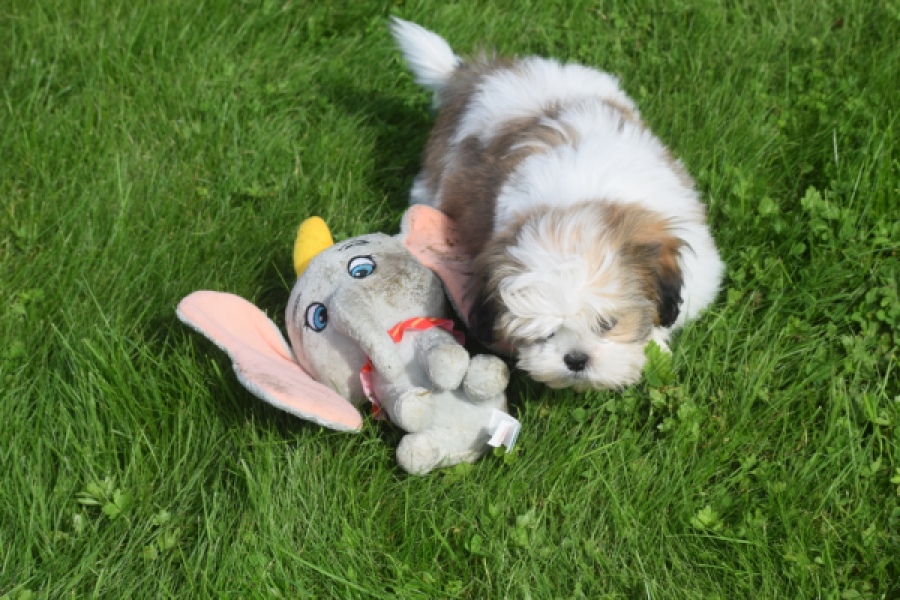 Shih Tzu (reu) 48233