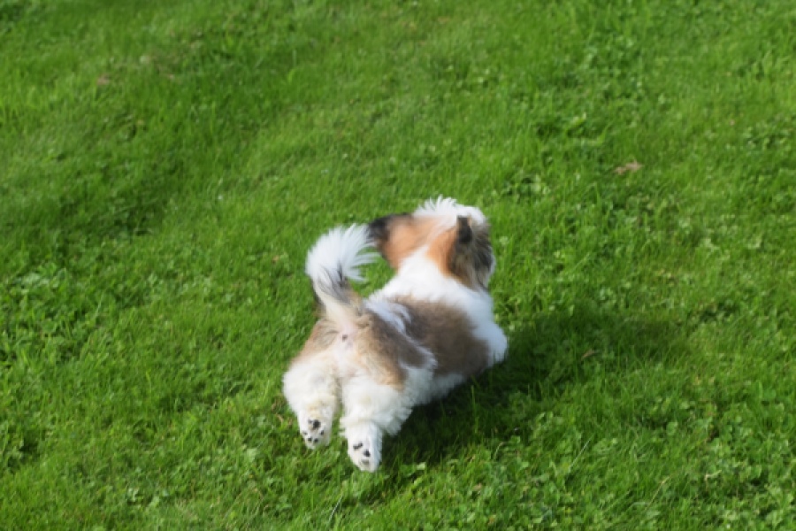 Shih Tzu (reu) 48233