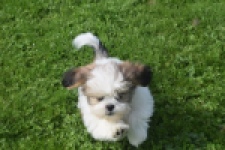 Shih Tzu (reu) 48233