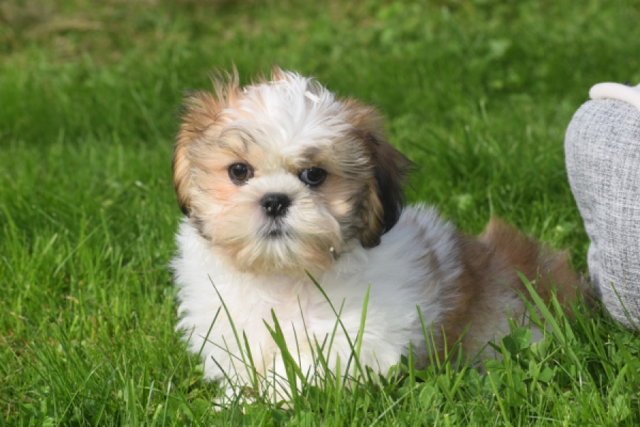 Shih Tzu (reu) 48222