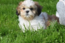 Shih Tzu (reu) 48222
