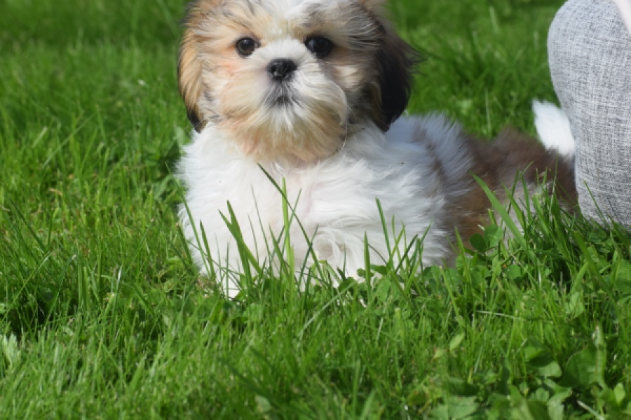 Shih Tzu (reu) 48222
