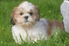 Shih Tzu (reu) 48222