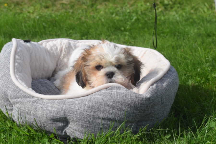 Shih Tzu (reu) 48222