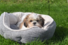 Shih Tzu (reu) 48222