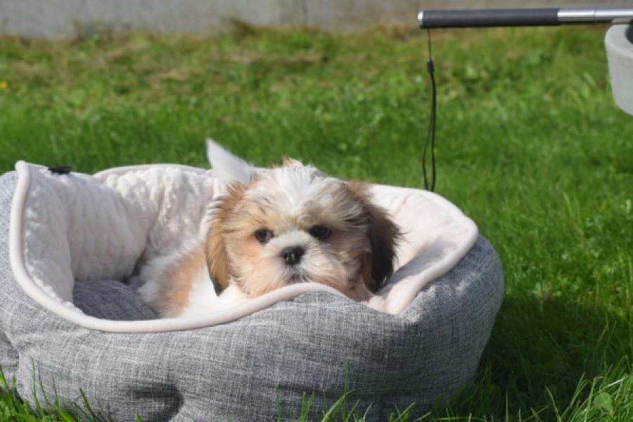 Shih Tzu (reu) 48222