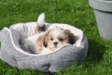 Shih Tzu (reu) 48222