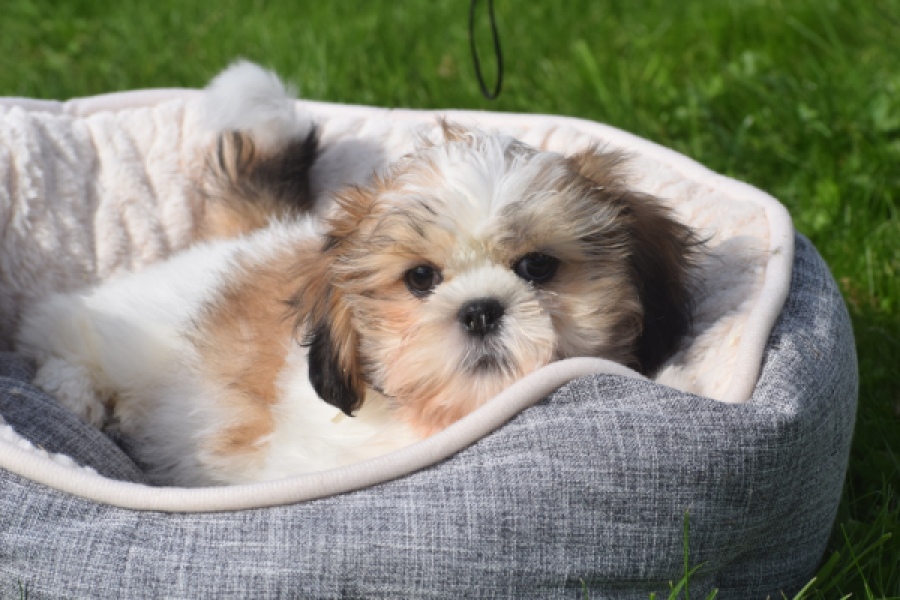 Shih Tzu (reu) 48222