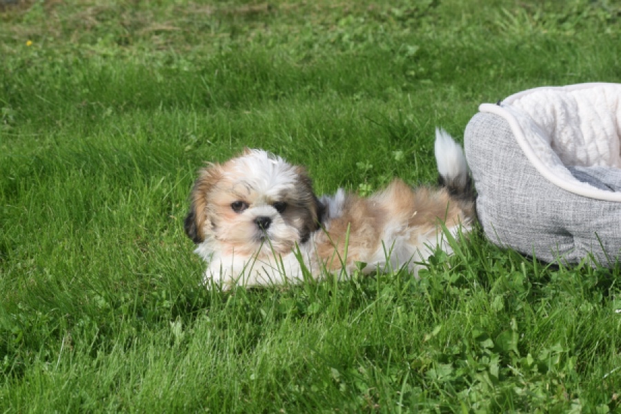 Shih Tzu (reu) 48222