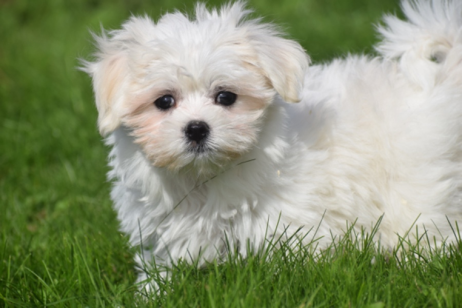 Bichon maltais (teef) 81090