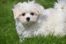 Bichon maltais (teef) 81090