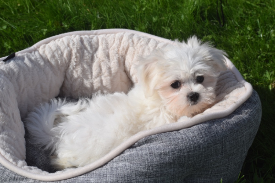 Bichon maltais (teef) 81090