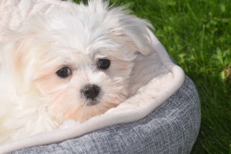 Bichon maltais (teef) 81090