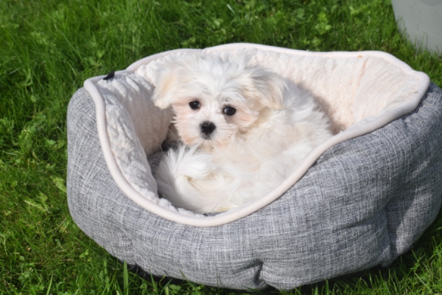 Bichon maltais (teef) 81090
