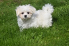 Bichon maltais (teef) 81090