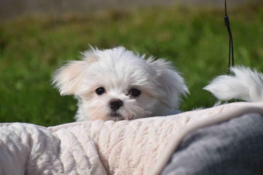 Bichon maltais (reu) 81099