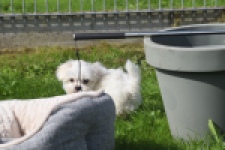 Bichon maltais (reu) 81099