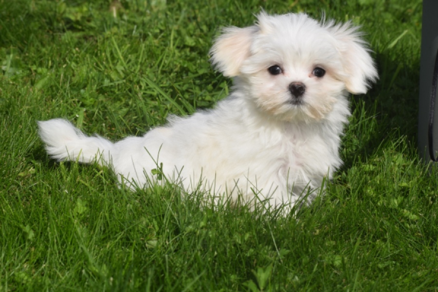 Bichon maltais (reu) 81099