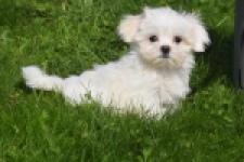 Bichon maltais (reu) 81099