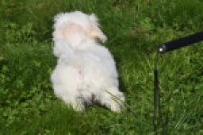Bichon maltais (reu) 81099