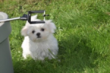 Bichon maltais (reu) 81099
