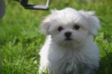 Bichon maltais (reu) 81099